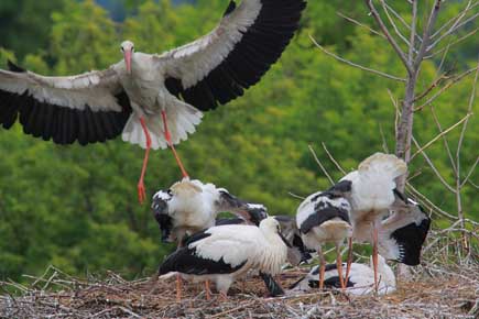 Ein Storch mit mehreren Jungstörchen im Nest