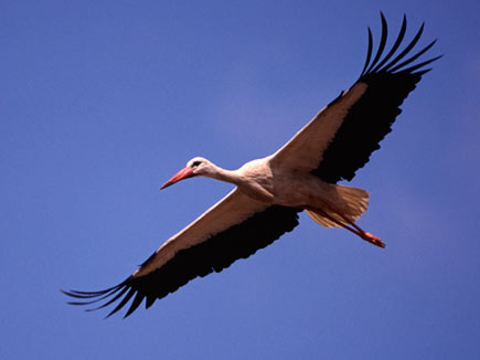 Storch am blauen Himmel