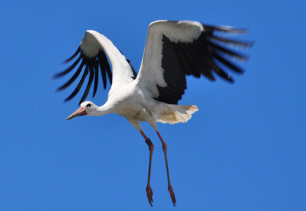 Fliegender Storch