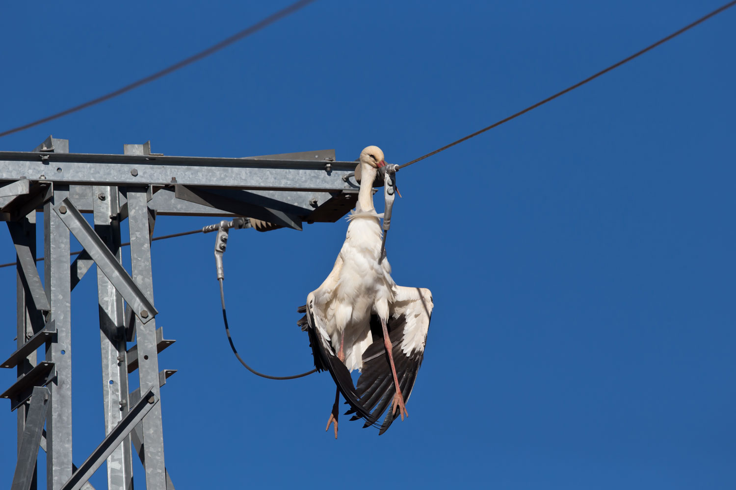 Toter Weißstorch an Stromleitung Toter Storch Stromleitung Marokko