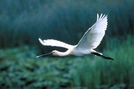 Löffler fliegt vor dunklem Hintergrund