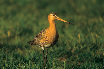 Black-tailed godwit sitting in the grass