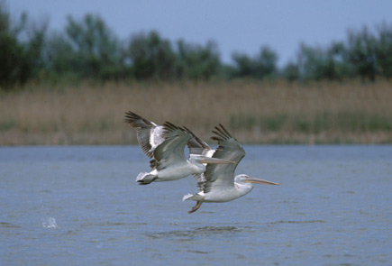 Two flying Dalmatian pelicans