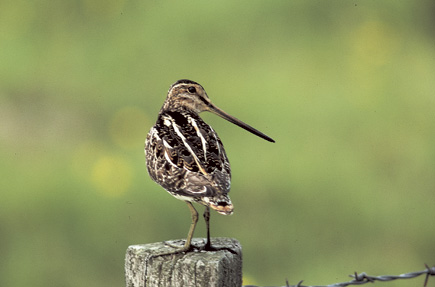 Snipe on a post
