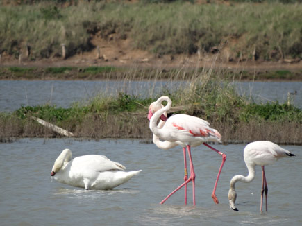 Zwei erwachsene Flamingos und zwei Jungvögel in der Saline Ulcinj