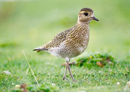 A golden plover walks across the grass.