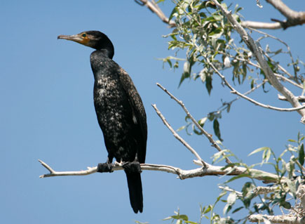 Kormoran auf einem Zweig