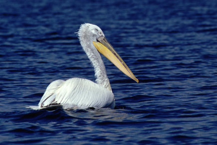 A swimming Dalmatian pelican