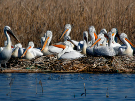 Krauskopfpelikane auf Nestern am Wasser