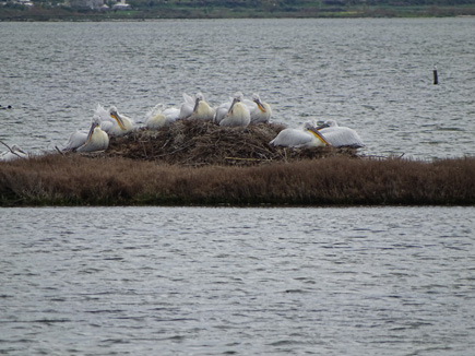 Dalmatian pelicans breeding on an island in the Karavasta lagoon