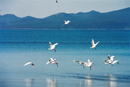 Spoonbills flying over water, mountains in the background