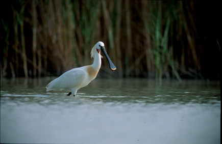 A spoonbill standing in the water