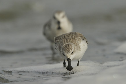 Zwei Löfflerstrandläufer