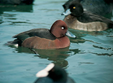 verschiedene Enten auf Gewässer