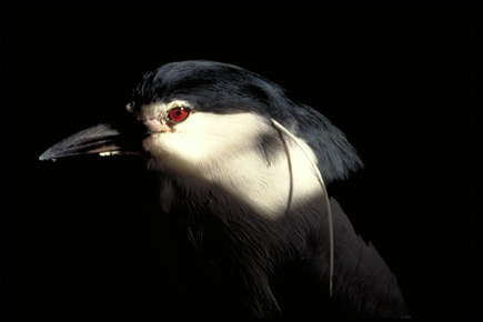 Black-crowned night heron