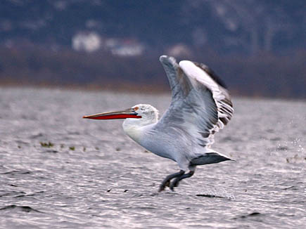 A Dalmation pelican landing on the water