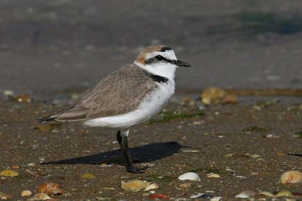 Kentish plover