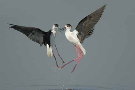 two black-winged stilts