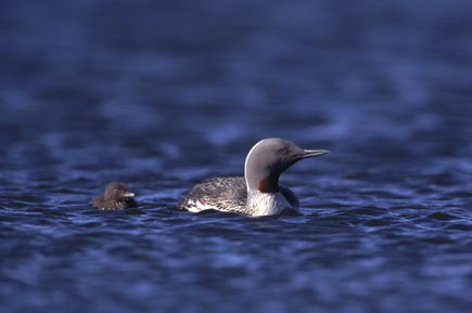 Red-throated loon with fledgling