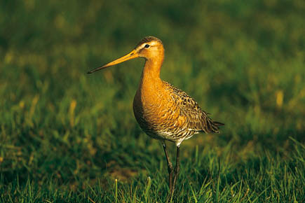 Uferschnepfe im Gras