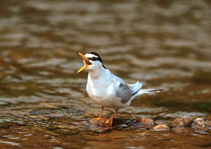 Zwergseeschwalbe sitzt auf einem Kiesel im Wasser