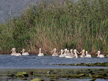 Ein Schwarm junger Pelikane schwimmt auf dem Skutari-See