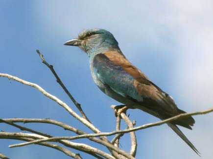 European roller on a twig