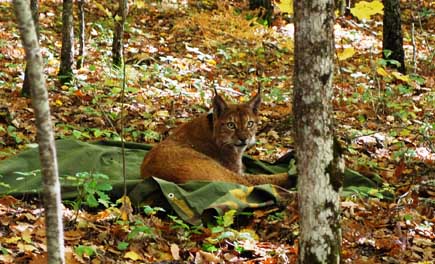 Balkanluchs Martin liegt auf einer Decke im Wald und schaut sich um