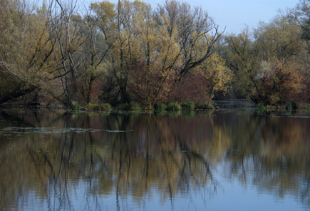 Auenwald am Flussufer