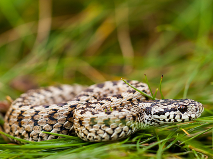Close up of a meadow viper