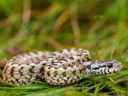 An adder slithers through the grass.