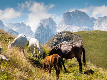 Pferde grasen auf einer Bergwiese
