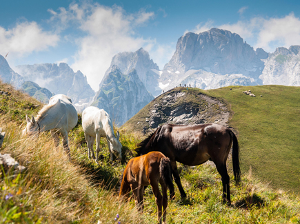 Horses grazing on a mountain pasture