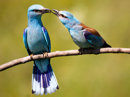 Two European rollers billing on a twig