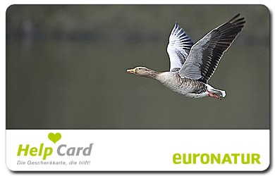 HelpCard Zugvogel mit Bild einer fliegenden Gans