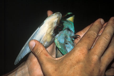 Toter Vogel liegt auf einer Hand