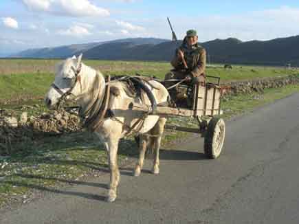 Hunter Man with rifle on a horse cart
