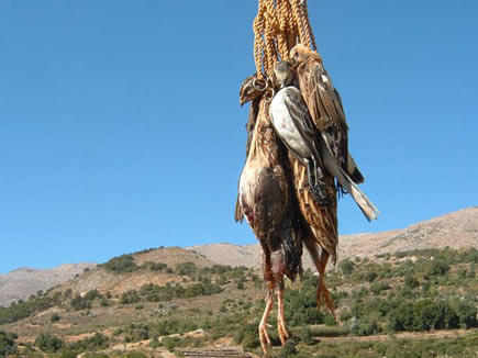 © Society for the Protect. of Nature in Lebanon