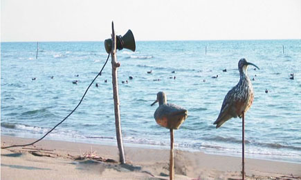 Dünnschnabel-Brachvögel als Lockvögel am  Strand von Velika Plaza in Montenegro