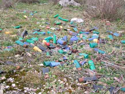 The legacy of a hunting trip: in addition to direct persecution, lead poisoning causes the death of millions of birds in Europe. Dropped empty cartridge cases in the grass