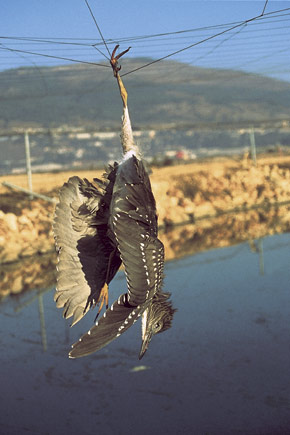 night heron in a trap