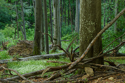 Beech forest in Romania