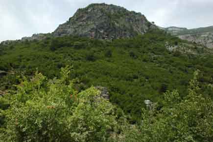 Bergwald in Albanien