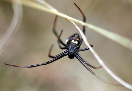 European black widow