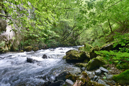 Wildfluss fließt durch einen Wald