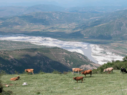 Viehweide vor einem naturbelassenen Fluss und Bergen