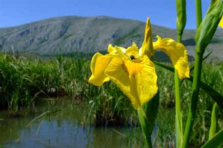 Yellow water flag in a moor