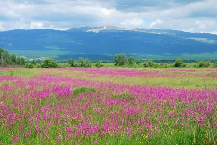 Blühende Feuchtwiese im Livanjsko Polje