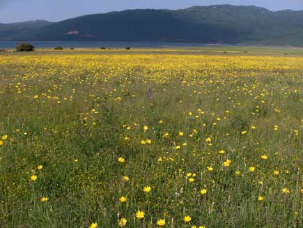 Landschaft mit Bergen und blühenden Wiesen