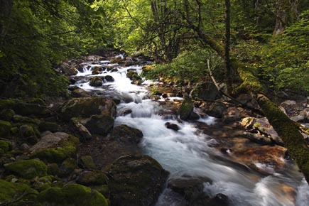 Wildbach in einem Wald